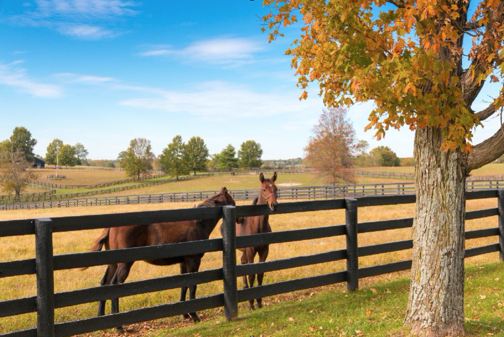 Horse Tails and The Bourbon Trail